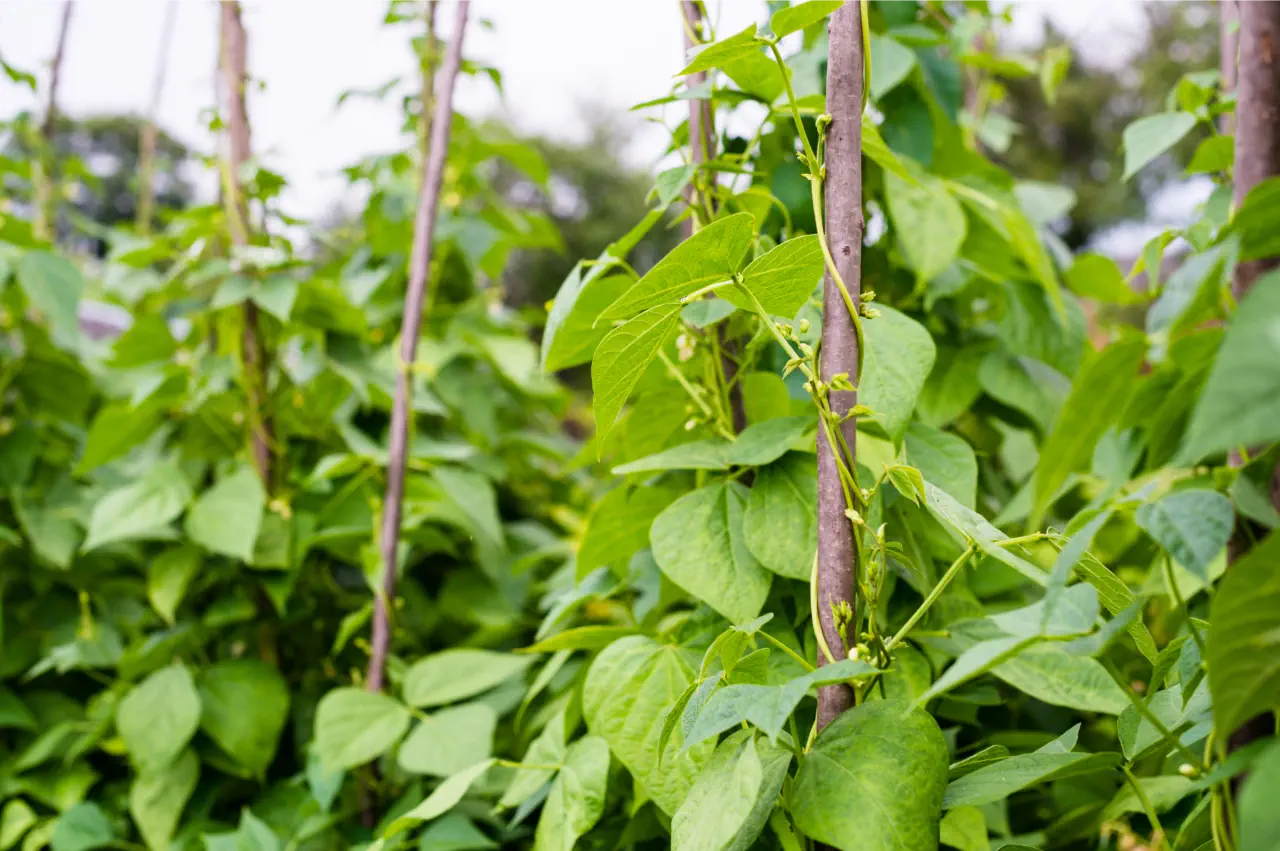 Best Climbing French Beans To Grow From Seeds